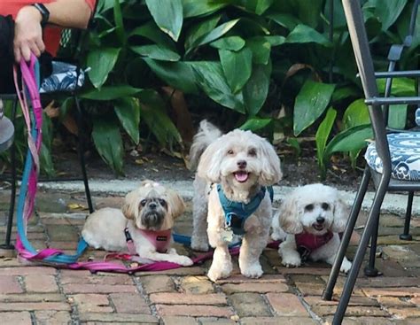 st augustine pet friendly hotels